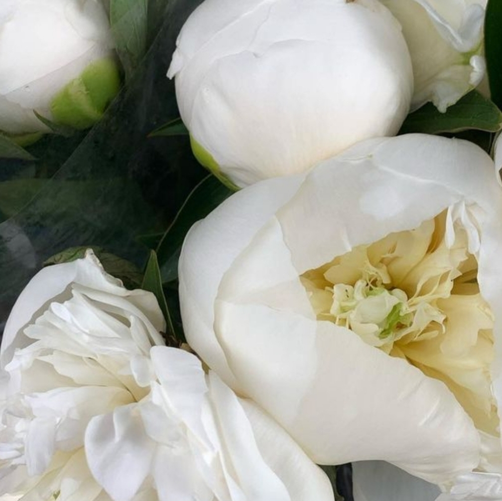 Meet your Posher, Barbara